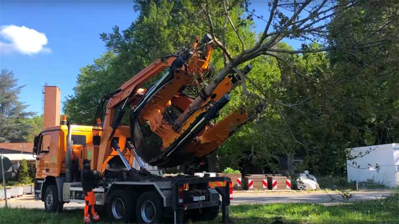 Statt Fällen wird ein Baum verpflanzt Video: Baum verpflanzen statt fällen